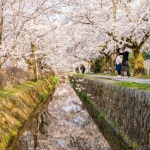 089-Kyoto-Cherry-Blossom