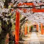 092-Kyoto-Cherry-Blossom