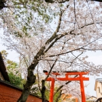 096-Kyoto-Cherry-Blossom