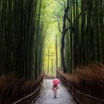 099-Kyoto-Cherry-Blossom