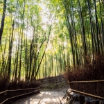 100-Kyoto-Cherry-Blossom