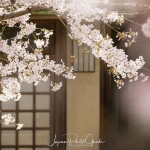 106-Kyoto-Cherry-Blossom