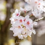 108-Kyoto-Cherry-Blossom