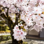 109-Kyoto-Cherry-Blossom