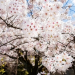 110-Kyoto-Cherry-Blossom
