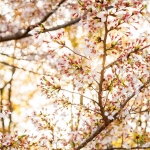 111-Kyoto-Cherry-Blossom