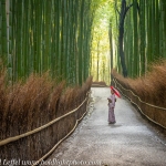 Japan-Cherry-Blossom-238-L