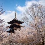 Japan-Cherry-Blossom-264-L