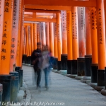 Japan-Cherry-Blossom-280-X3