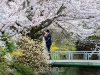 077-Kyoto-Cherry-Blossom