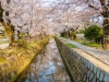 085-Kyoto-Cherry-Blossom