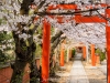 092-Kyoto-Cherry-Blossom