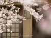 106-Kyoto-Cherry-Blossom