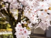 109-Kyoto-Cherry-Blossom