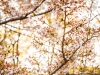 111-Kyoto-Cherry-Blossom