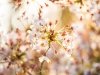 112-Kyoto-Cherry-Blossom