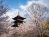 Japan-Cherry-Blossom-264-L