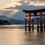 033-Miyajima-Cherry-Blossom