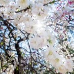035-Miyajima-Cherry-Blossom