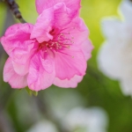 037-Miyajima-Cherry-Blossom