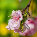 039-Miyajima-Cherry-Blossom