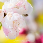 040-Miyajima-Cherry-Blossom