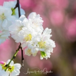 041-Miyajima-Cherry-Blossom