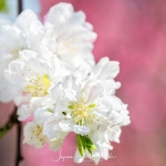 042-Miyajima-Cherry-Blossom