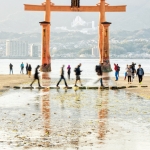 043-Miyajima-Cherry-Blossom