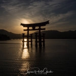 048-Miyajima-Cherry-Blossom