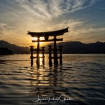 049-Miyajima-Cherry-Blossom