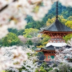050-Miyajima-Cherry-Blossom