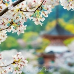 051-Miyajima-Cherry-Blossom