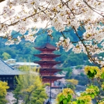 052-Miyajima-Cherry-Blossom