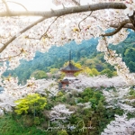 053-Miyajima-Cherry-Blossom