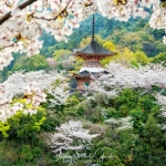 054-Miyajima-Cherry-Blossom