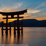 Japan-Cherry-Blossom-139-L