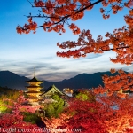 Japan-Cherry-Blossom-140-L