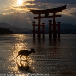 Japan-Cherry-Blossom-92-L
