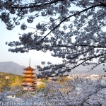 Japan-Cherry-Blossom-98-L