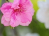 037-Miyajima-Cherry-Blossom