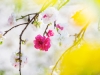 038-Miyajima-Cherry-Blossom