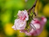039-Miyajima-Cherry-Blossom