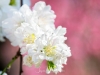 042-Miyajima-Cherry-Blossom
