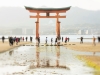 046-Miyajima-Cherry-Blossom