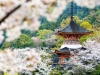 050-Miyajima-Cherry-Blossom