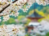 051-Miyajima-Cherry-Blossom