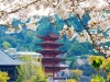 052-Miyajima-Cherry-Blossom