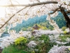 053-Miyajima-Cherry-Blossom