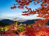 Japan-Cherry-Blossom-140-L